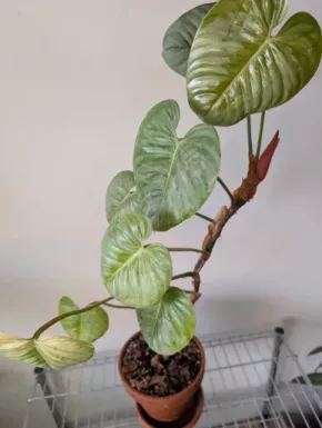 Philodendron Sodiroi