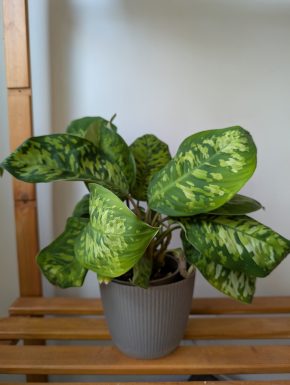 Homalomena ‘Camouflage’