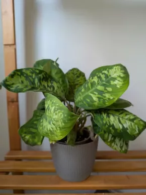 Homalomena ‘Camouflage’