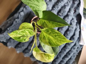 Epipremnum snow white queen