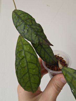 Hoya ??? (asi finlaysonii)