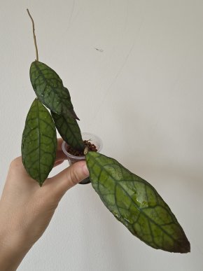 Hoya ??? (asi finlaysonii)