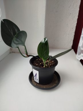 Scindapsus treubi dark form