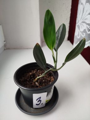 Scindapsus treubi dark form