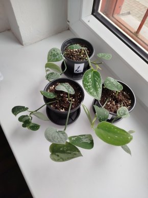 Scindapsus Silver Ann