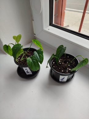 Monstera siltepacana