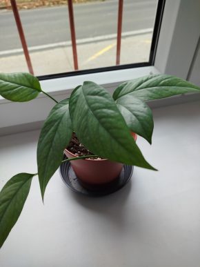 Epipremnum cebu blue