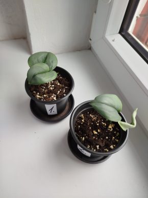 Scindapsus treubi moonlight