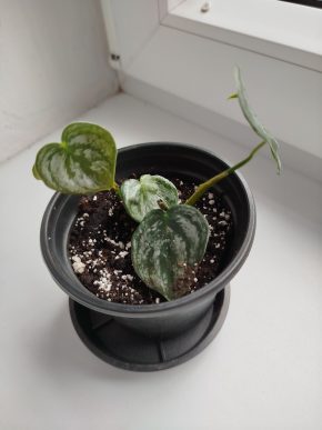 Philodendron brandtianum