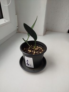 Scindapsus treubi dark form