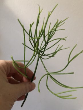 Rhipsalis Baccifera - čerstvý řizek .