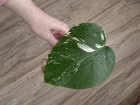 Monstera deliciosa albo variegata