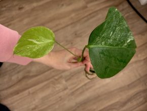 Monstera deliciosa albo variegata