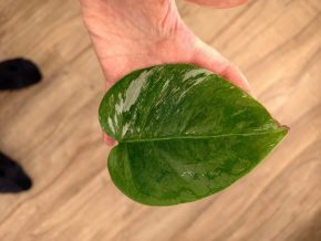 Monstera deliciosa albo variegata