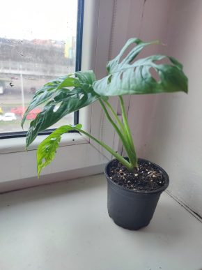 Monstera Adansonii monkey leaf #1