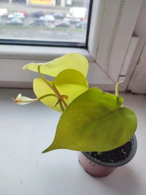 Philodendron Lemon Lime #1