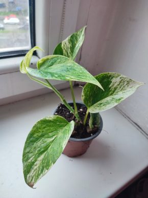 Šplhavnice / epipremnum / pothos marble queen #1