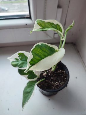 Šplhavnice / epipremnum / pothos N'joy #1