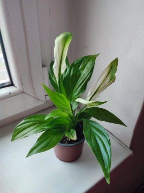 Lopatkovec / Spathiphyllum / Toulcovka #1