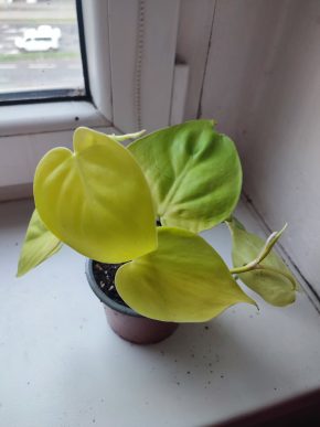 Philodendron Lemon Lime #2