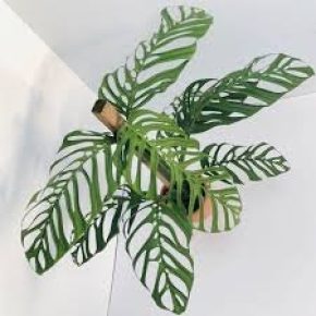 Monstera Esqueleto