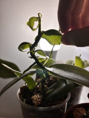 Orchid planifolia vanilla