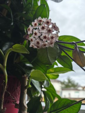 Hoya masitá