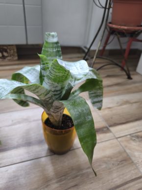 Bromélie Aechmea fasciata