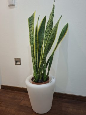 Sansevieria (tchynin jazyk)
