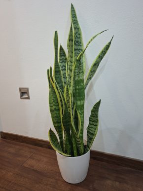Sansevieria (tchynin jazyk) Kopie