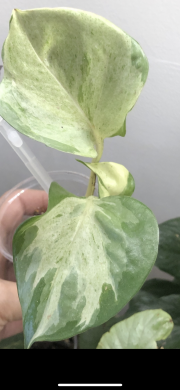 Epipremnum Manjula- rostlina.