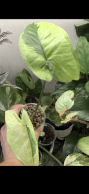 Syngonium Green Beauty - rostlina .