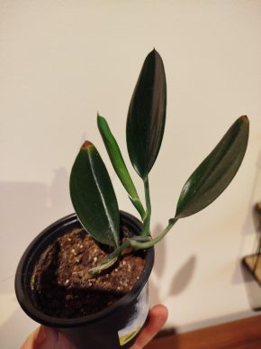 Scindapsus treubi dark form