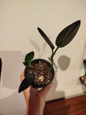 Scindapsus treubi dark form