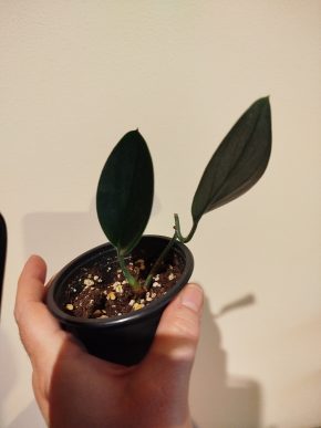 Scindapsus treubi dark form