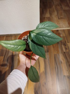 Epipremnum cebu blue