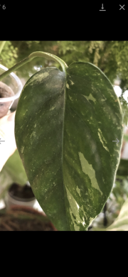 Epipremnum Pinnatum Albo variegata - baby rostlina .