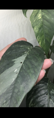 Epipremnum Pinnatum Albo variegata - stonkovy řizek .