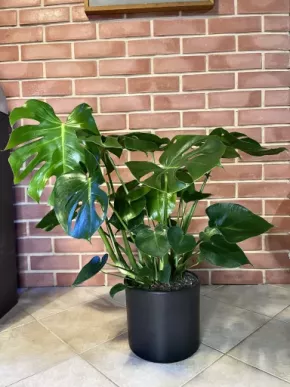 Monstera