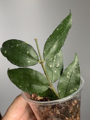 Hoya ignorata