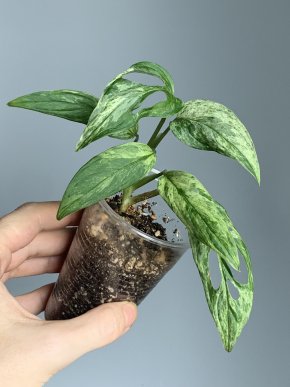 Monstera adansonii Indonesian Marble var.