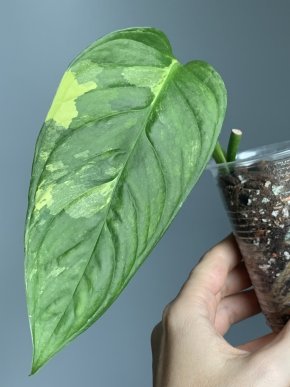 Monstera obliqua Mayuna variegata