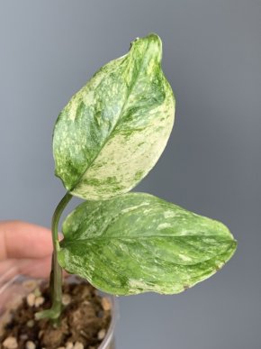 Monstera laniata Albo variegata