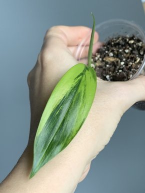 Epipremnum amplissimum Aurea variegatum