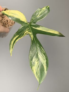 Philodendron Florida Beauty