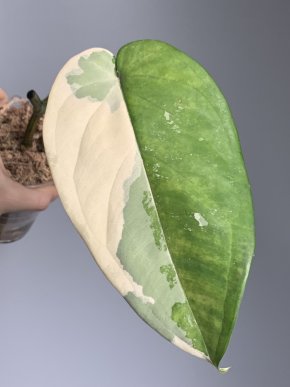 Syngonium chiapense Albovariegatum