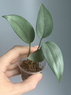 Scindapsus hederaceus Silver