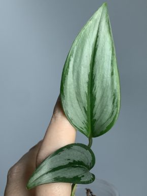 Scindapsus treubii Moonlight Narrow Form
