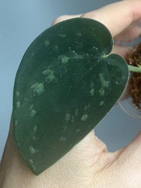 Scindapsus Black noid with Green splash