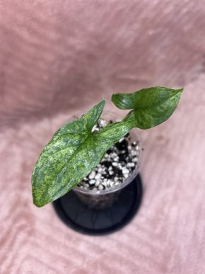 Syngonium Mottled / Mojito